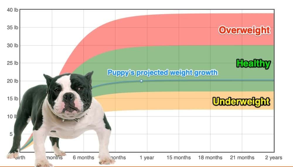 American bully puppy diet chart best sale